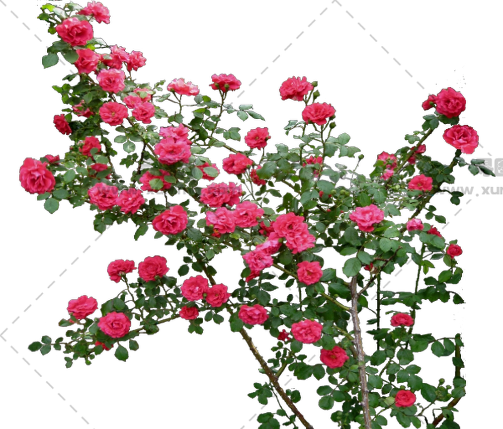 盛开粉色玫瑰花灌木PNG免抠图预览图