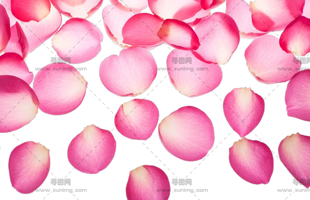 浪漫场合粉色玫瑰花瓣PNG免抠图预览图