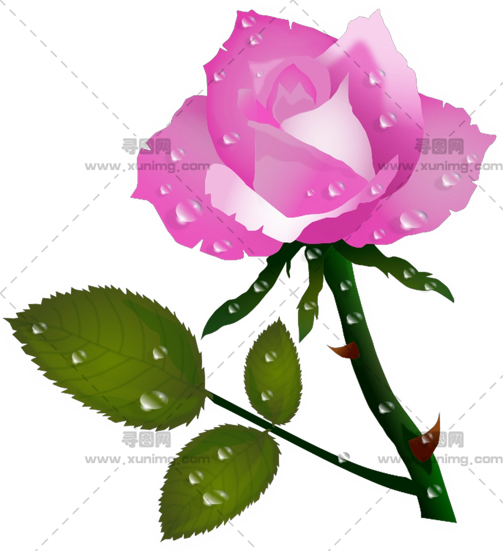 带露珠叶子粉色玫瑰花PNG免抠图预览图