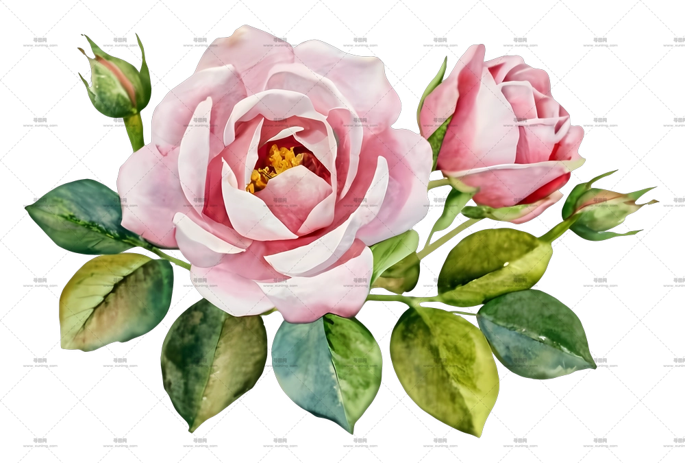 带绿叶粉色玫瑰花水彩插画PNG免抠图预览图 带绿叶粉色玫瑰花水彩插画PNG免抠图预览图