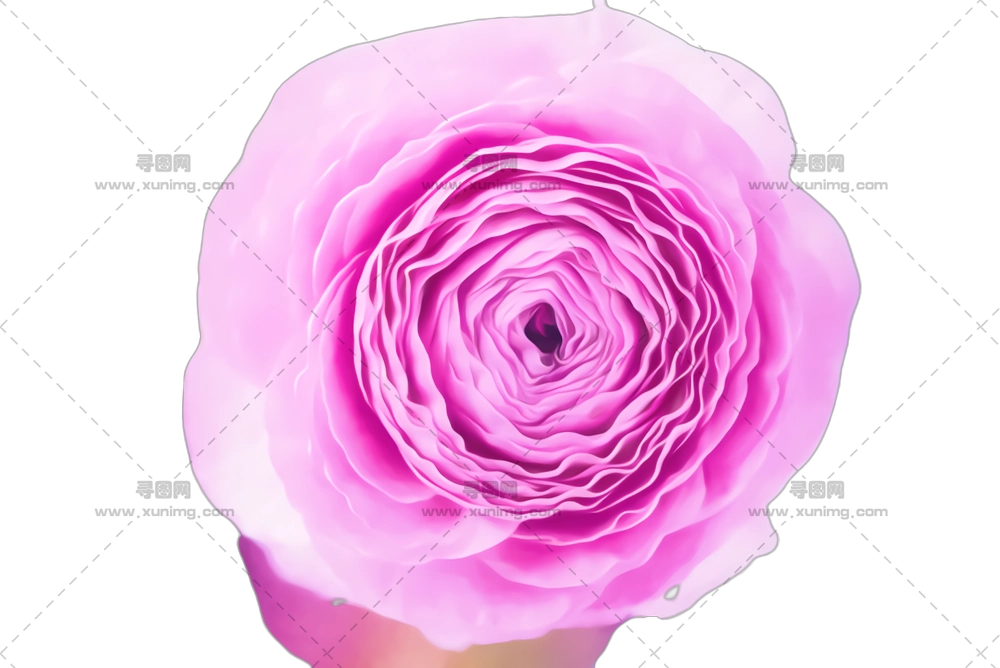 柔和粉色玫瑰花朵特写PNG免抠图预览图