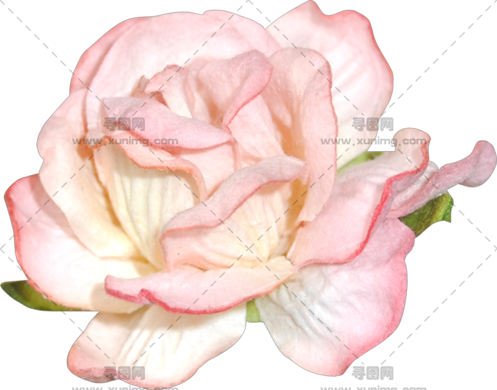 带双色花瓣白粉色玫瑰花PNG免抠图预览图