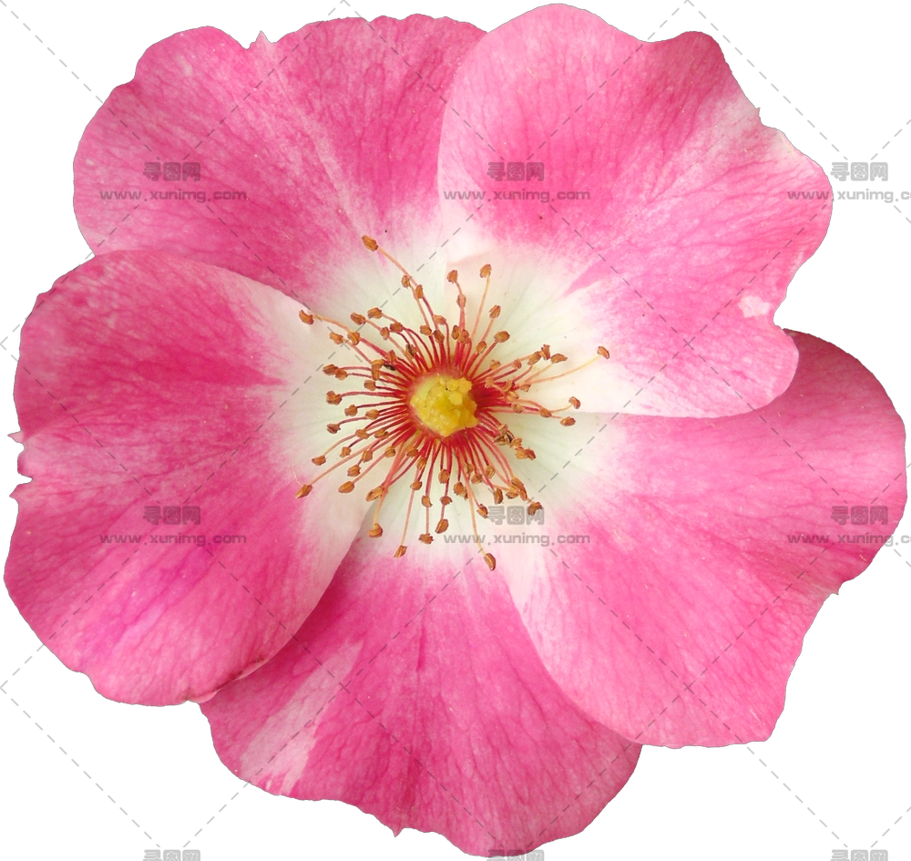 浅粉色玫瑰花朵特写PNG免抠图预览图