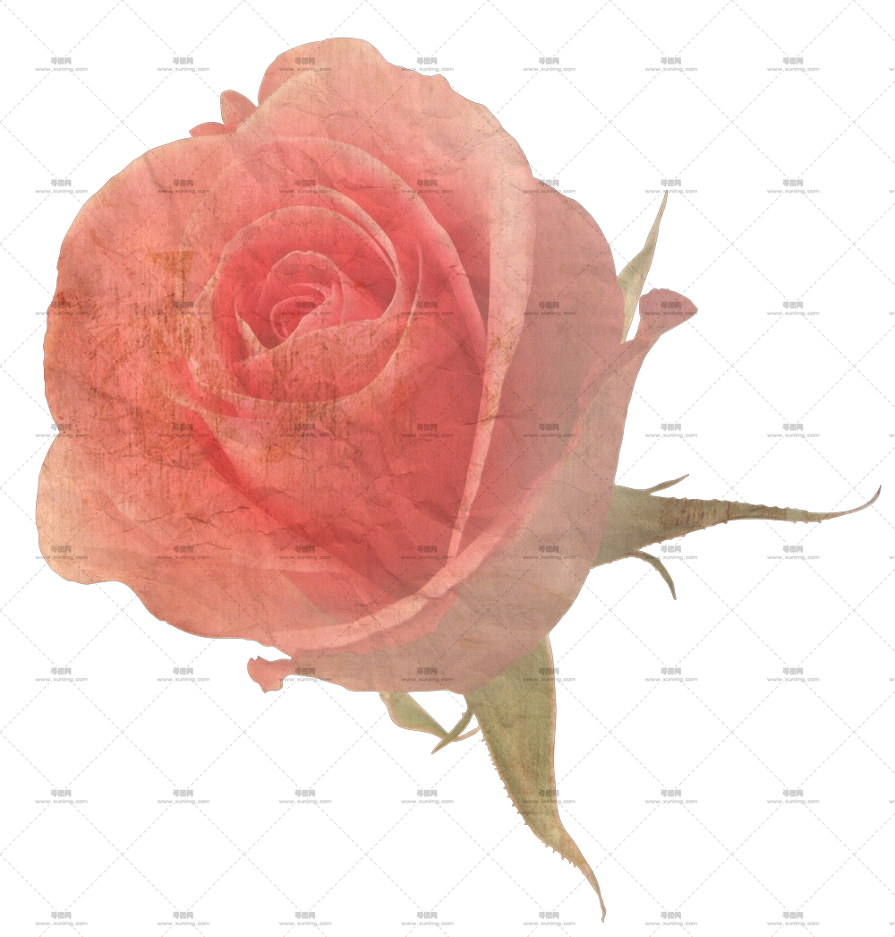 精致粉色玫瑰花特写花蕾PNG免抠图预览图