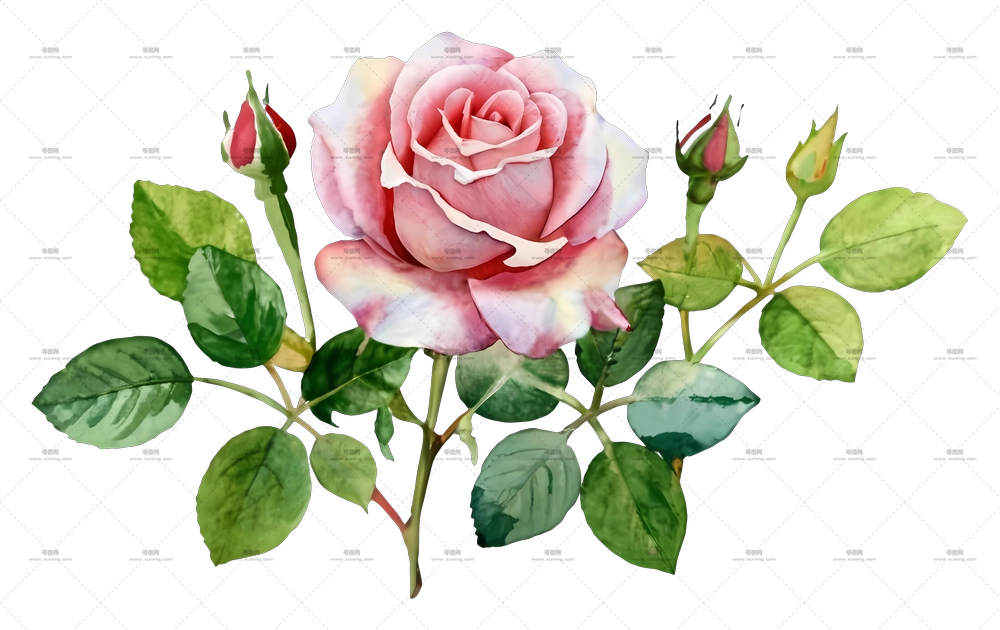 带绿叶粉色玫瑰花插画PNG免抠图预览图