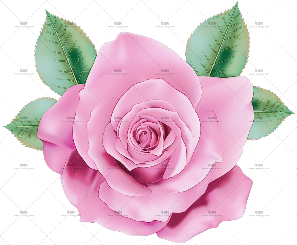 带绿叶粉色玫瑰花PNG免抠图3预览图 带绿叶粉色玫瑰花PNG免抠图3预览图