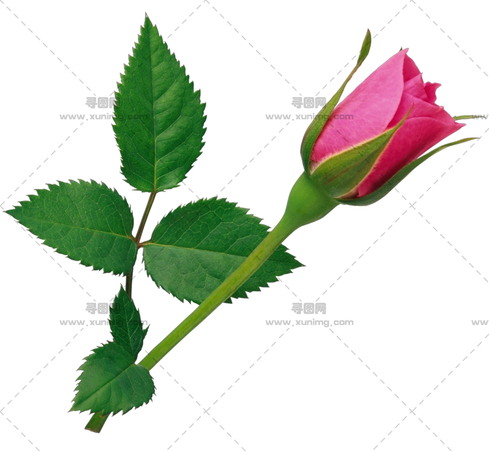 带绿叶粉色玫瑰花特写PNG免抠图预览图