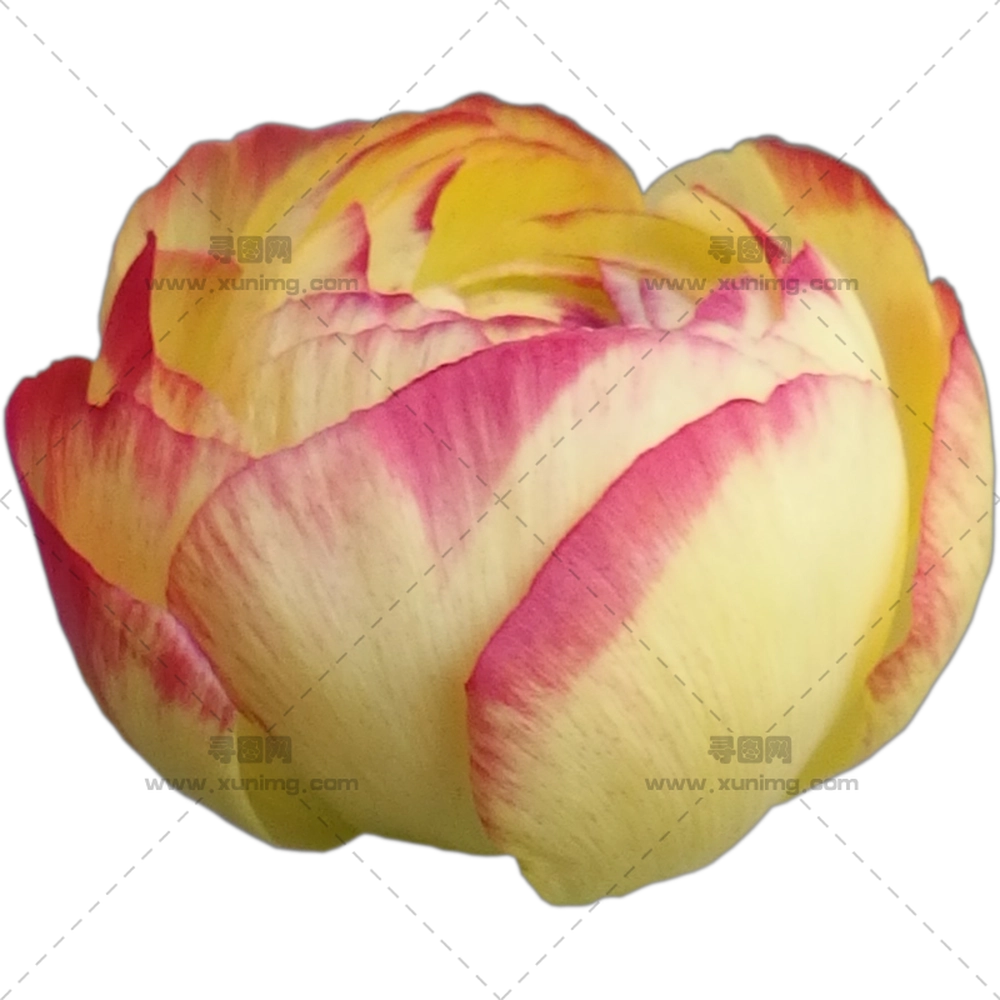 黄粉色玫瑰花朵PNG免抠图预览图