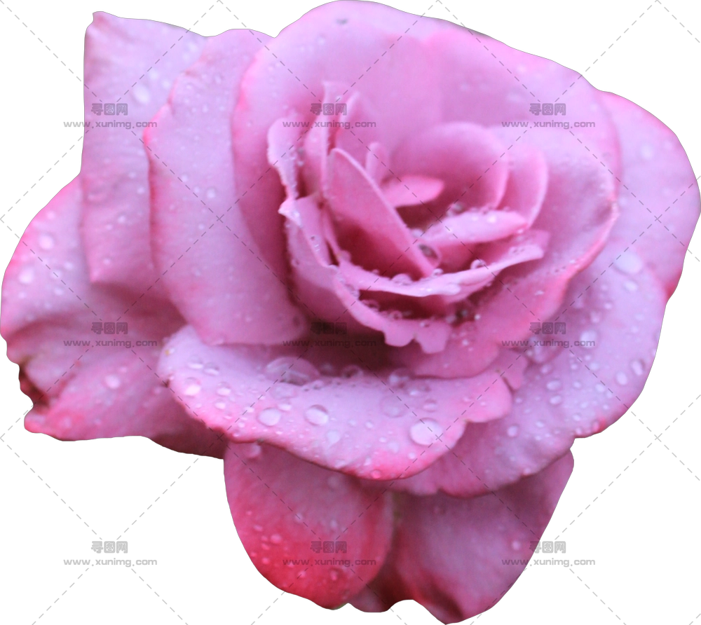 带水滴粉色玫瑰花PNG免抠图1预览图