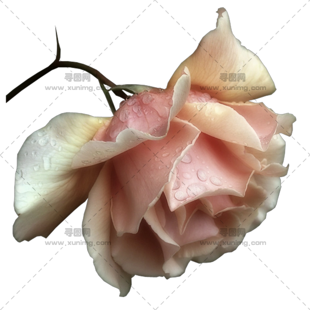 带露珠粉色玫瑰花浪漫象征PNG免抠图预览图 带露珠粉色玫瑰花浪漫象征PNG免抠图预览图