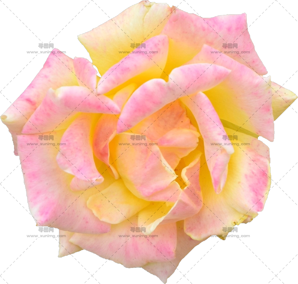 粉色黄玫瑰花特写PNG免抠图预览图