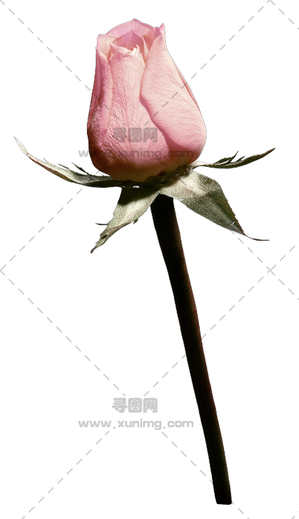带精致茎粉色玫瑰花蕾PNG免抠图预览图 带精致茎粉色玫瑰花蕾PNG免抠图预览图