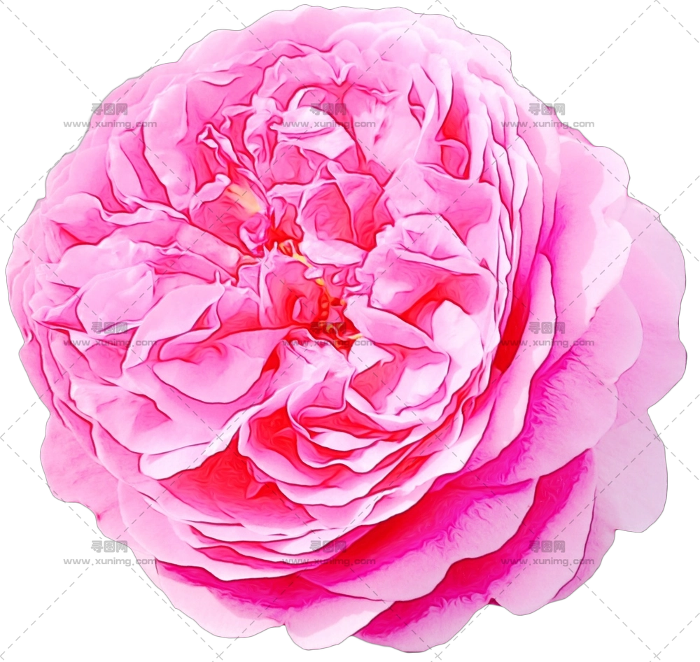 精致粉色玫瑰花插画PNG免抠图预览图