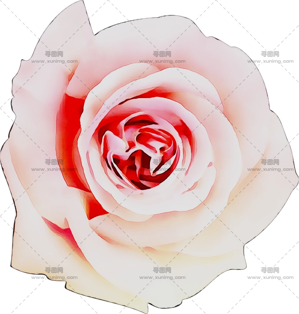 精致粉色白玫瑰花朵PNG免抠图预览图 精致粉色白玫瑰花朵PNG免抠图预览图