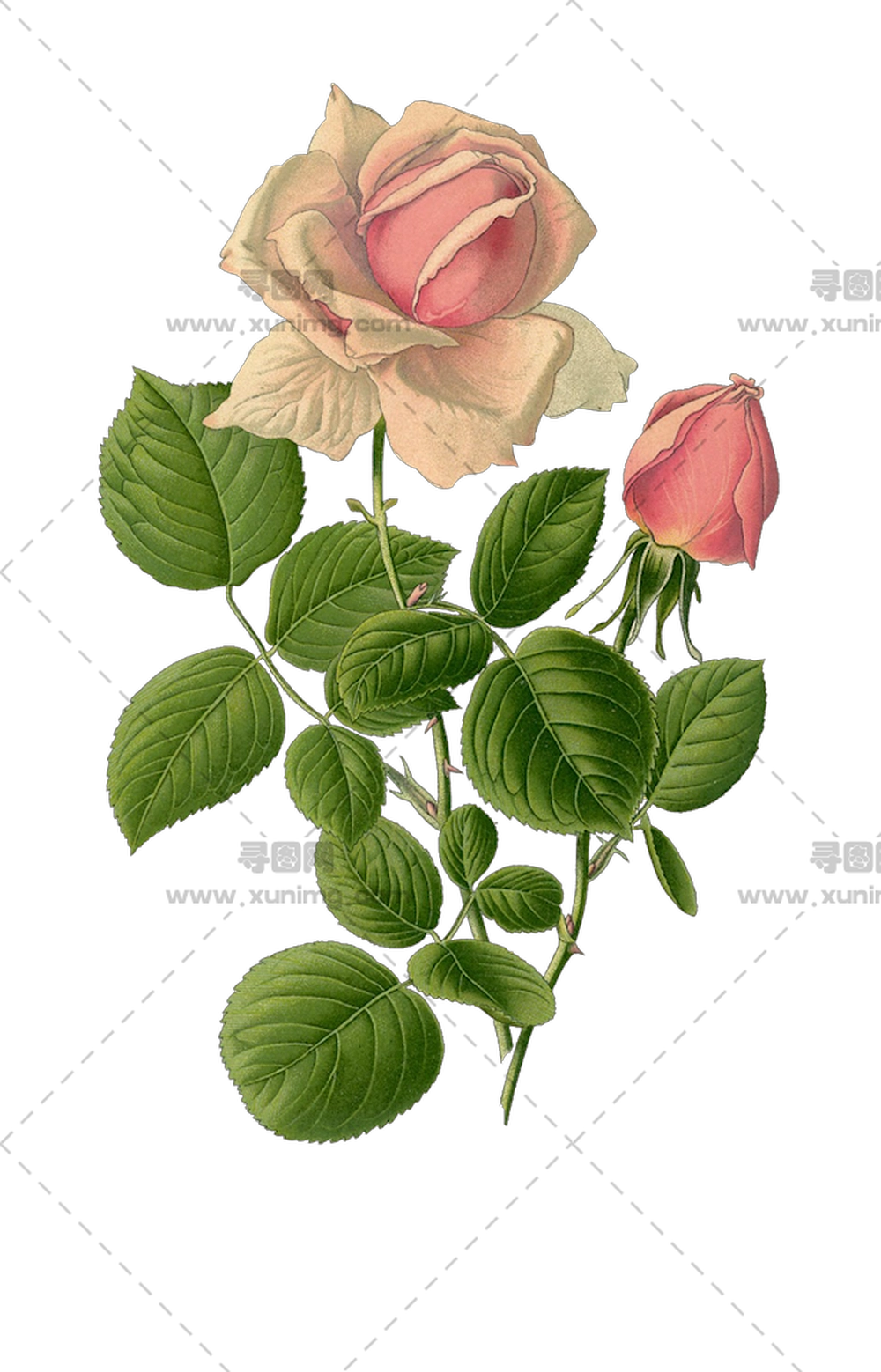 带绿叶的精致粉色玫瑰花PNG免抠图预览图