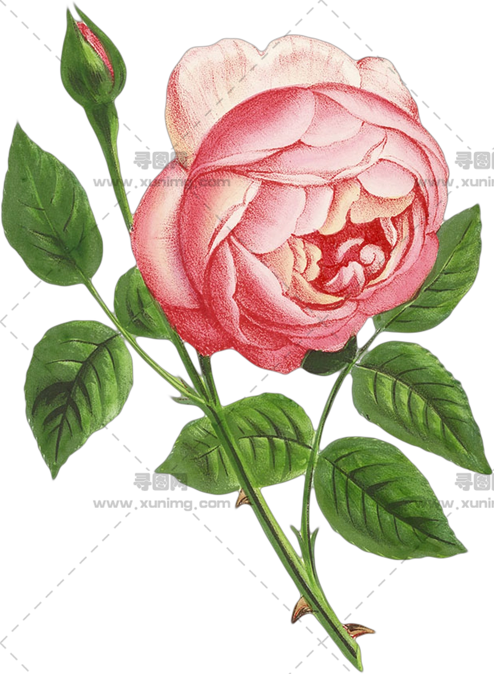 粉色花园玫瑰花插画PNG免抠图预览图