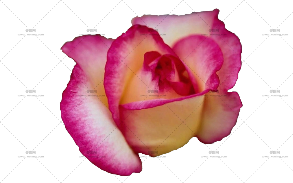 粉色白玫瑰花插画PNG免抠图预览图 粉色白玫瑰花插画PNG免抠图预览图