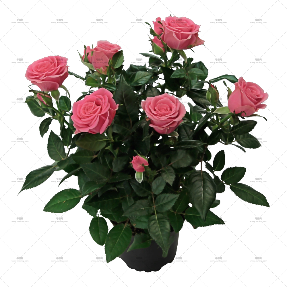 盆栽粉色玫瑰花PNG免抠图预览图