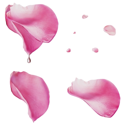 精致粉色玫瑰花瓣PNG免抠图预览图