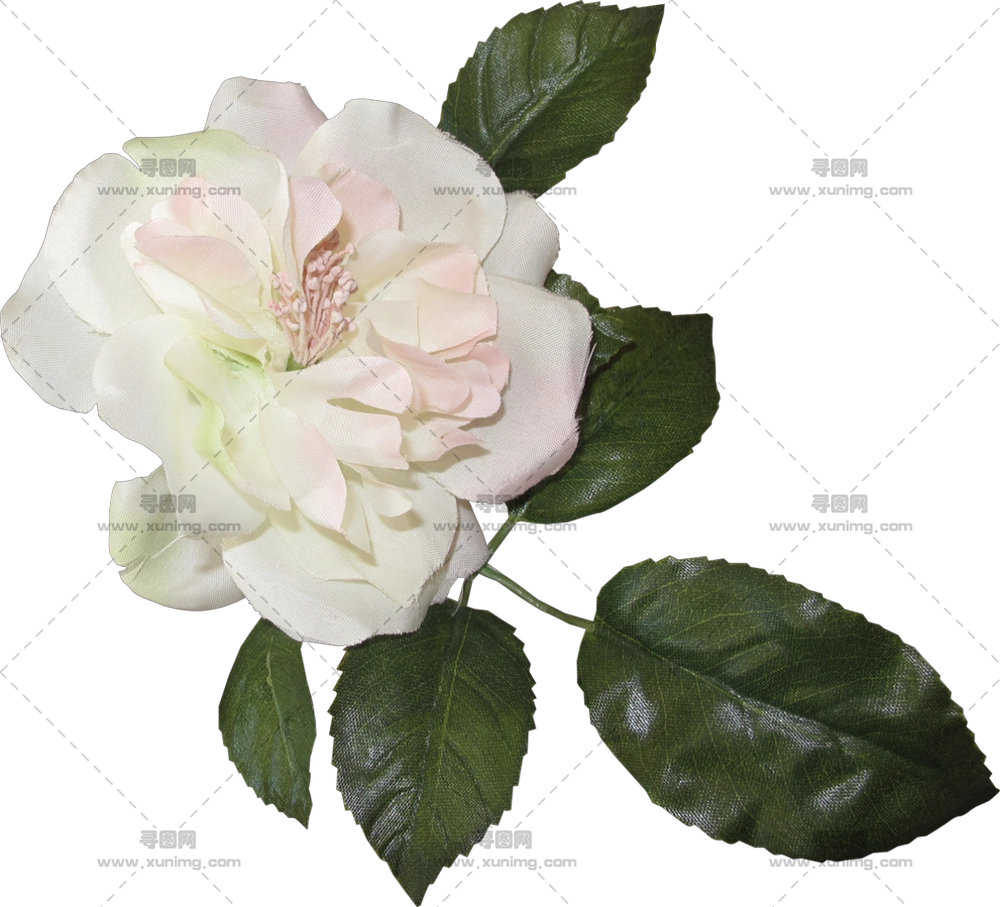 带绿叶的白玫瑰PNG免抠图预览图