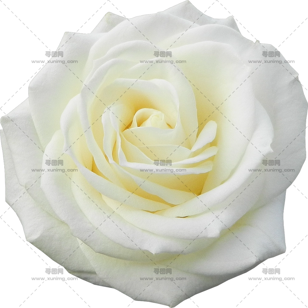 美丽的白玫瑰花PNG免抠图预览图