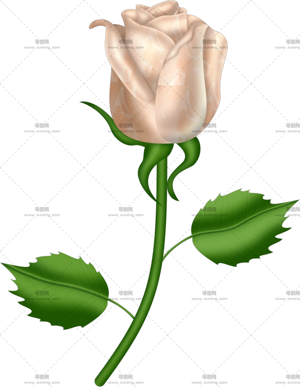 带绿叶的优雅白玫瑰PNG免抠图预览图 带绿叶的优雅白玫瑰PNG免抠图预览图