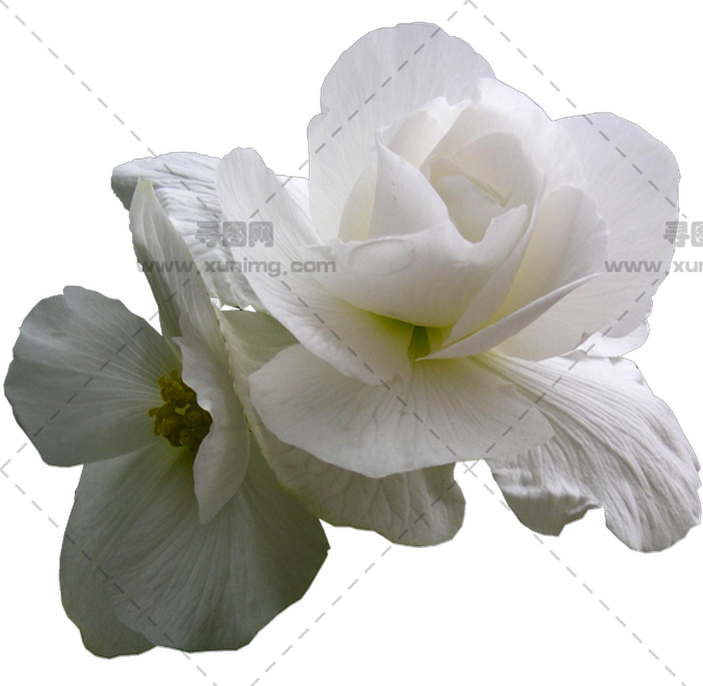 白玫瑰花花朵PNG免抠图预览图