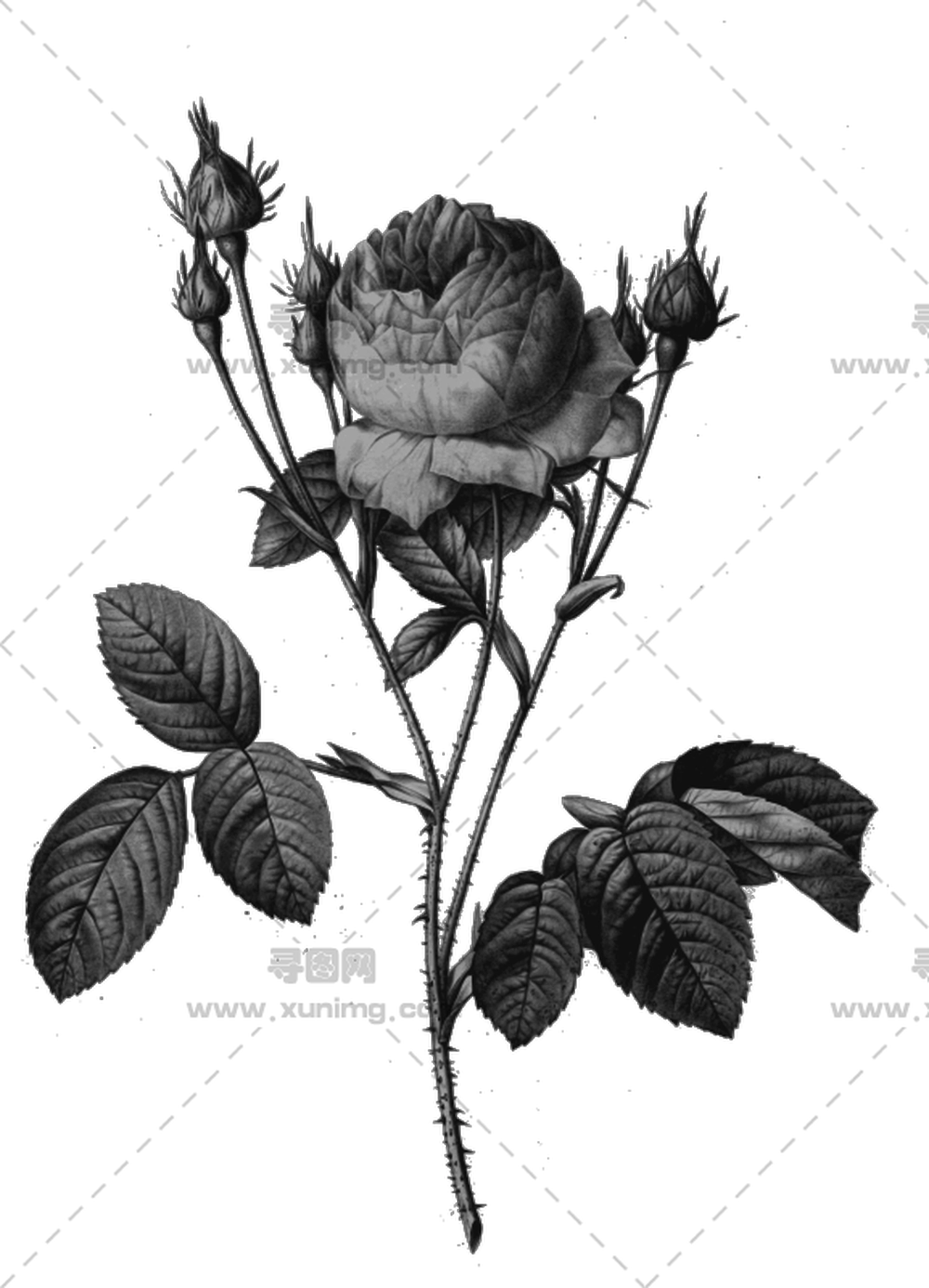 黑白玫瑰插画PNG免抠图预览图