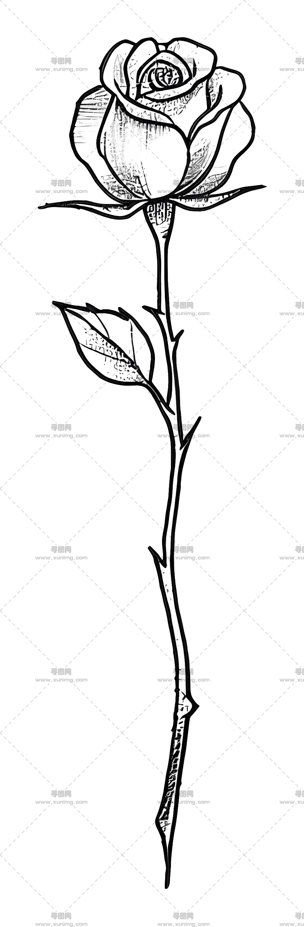 手绘玫瑰插画PNG免抠图预览图