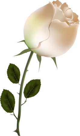 带绿茎的白玫瑰PNG免抠图