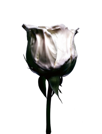 优雅的白玫瑰PNG免抠图