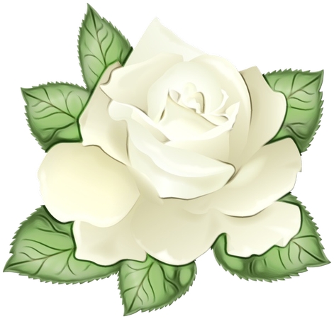 带绿叶的白玫瑰插画PNG免抠图