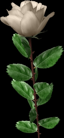 带详细叶子的白玫瑰插画PNG免抠图