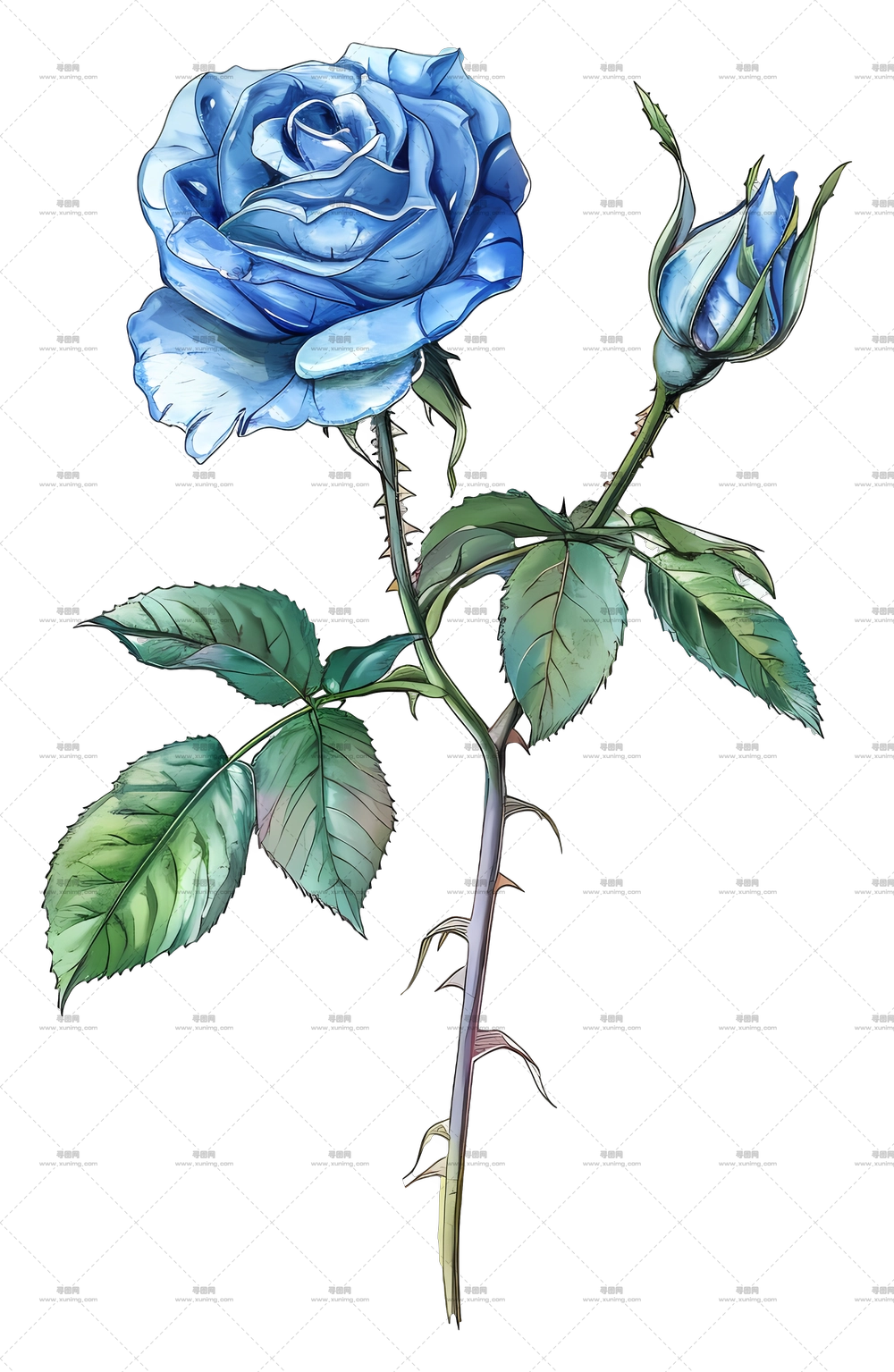 蓝玫瑰花插画PNG免抠图预览图