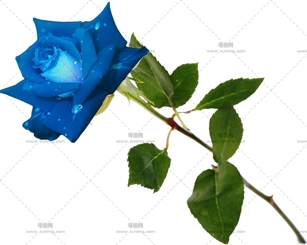 带露珠的蓝玫瑰特写PNG免抠图预览图 带露珠的蓝玫瑰特写PNG免抠图预览图