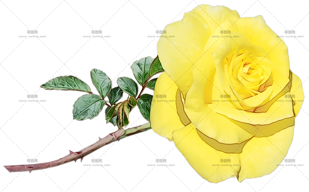 黄玫瑰植物插画PNG免抠图预览图 黄玫瑰植物插画PNG免抠图预览图