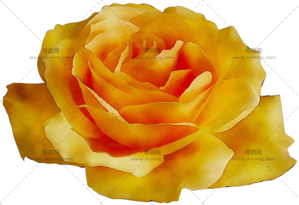 亮丽茂盛的黄玫瑰插画PNG免抠图预览图 亮丽茂盛的黄玫瑰插画PNG免抠图预览图