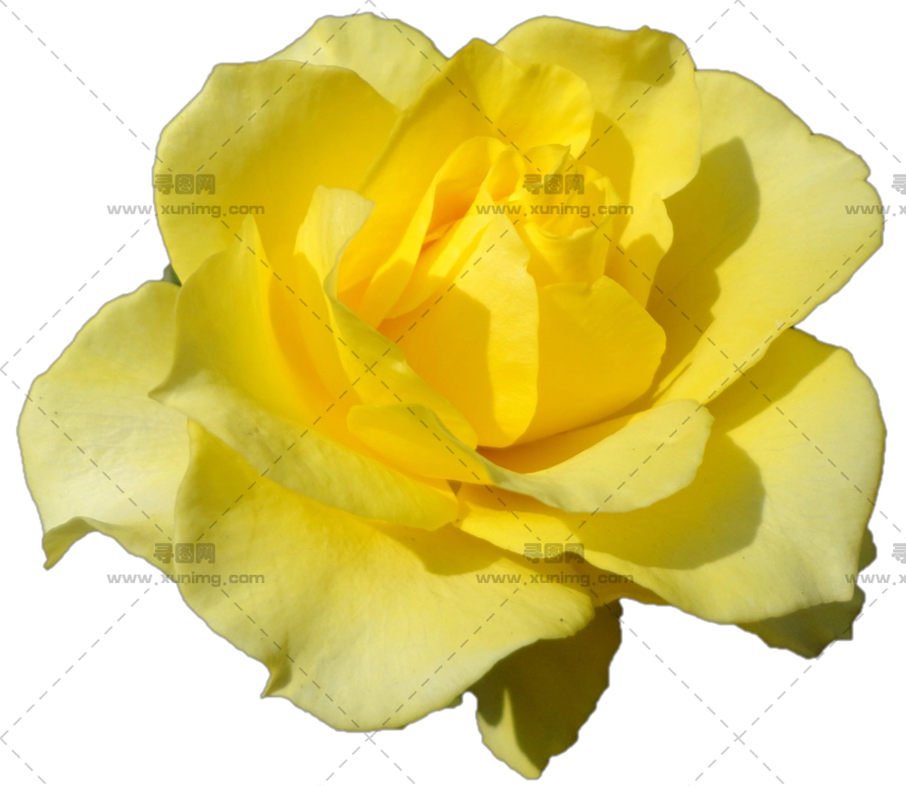 美丽黄玫瑰花蕾PNG免抠图预览图