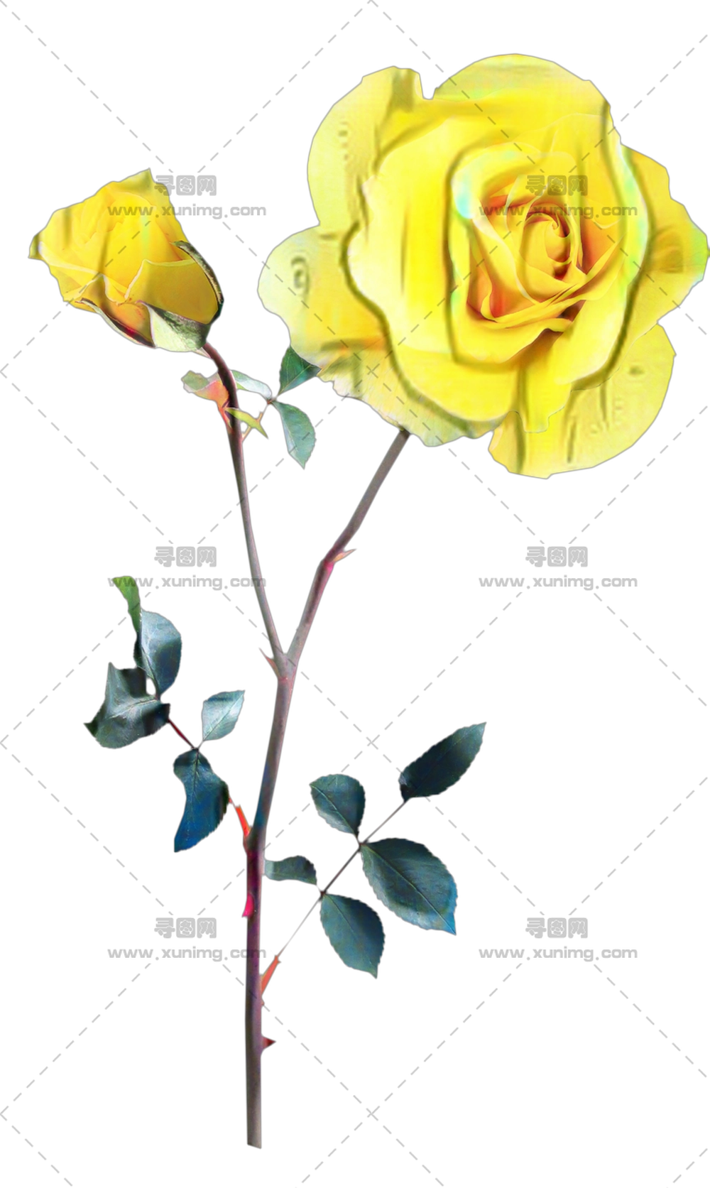 带花蕾的黄玫瑰花插画PNG免抠图预览图
