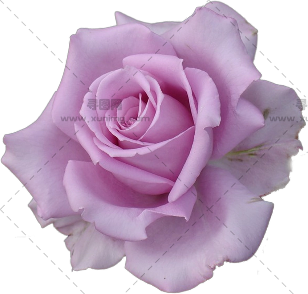 优雅紫玫瑰花蕾PNG免抠图预览图 优雅紫玫瑰花蕾PNG免抠图预览图