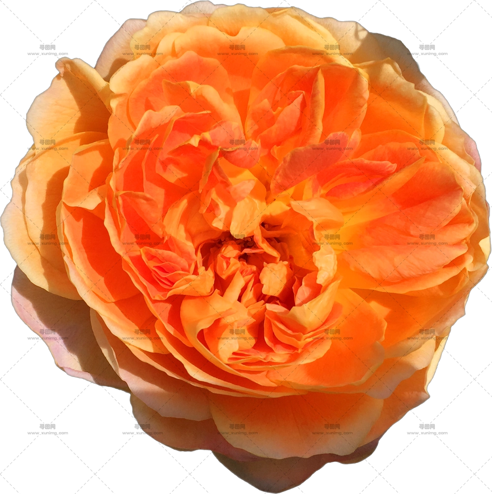 鲜艳橙玫瑰花特写PNG免抠图预览图