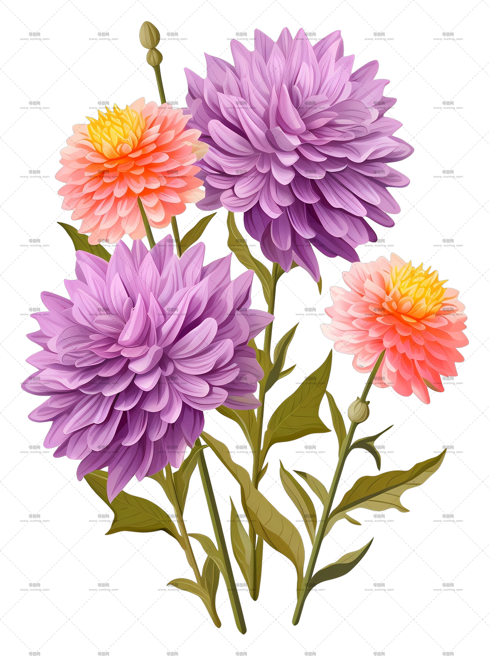 粉色和紫色的大丽花PNG免抠图预览图