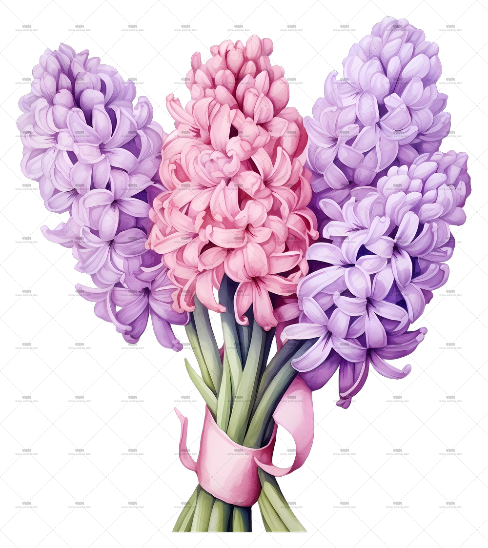 粉色和紫色风信子花束配丝带PNG免抠图预览图