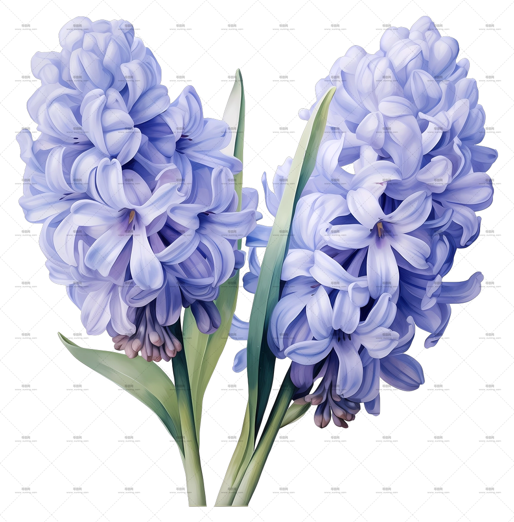 美丽的紫色风信子花PNG免抠图预览图