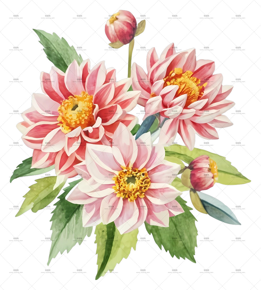粉色大丽花花束插画PNG免抠图预览图