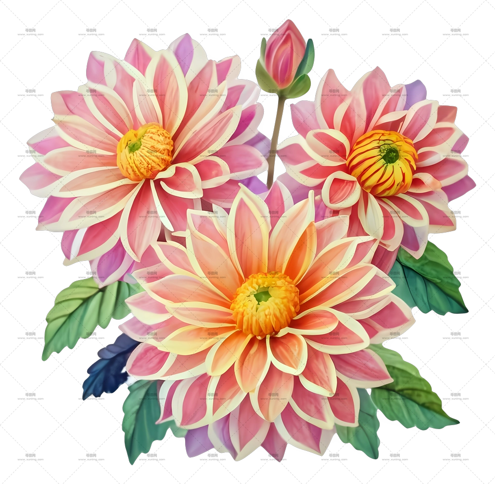 粉色大丽花，盛开时花瓣鲜艳PNG免抠图预览图
