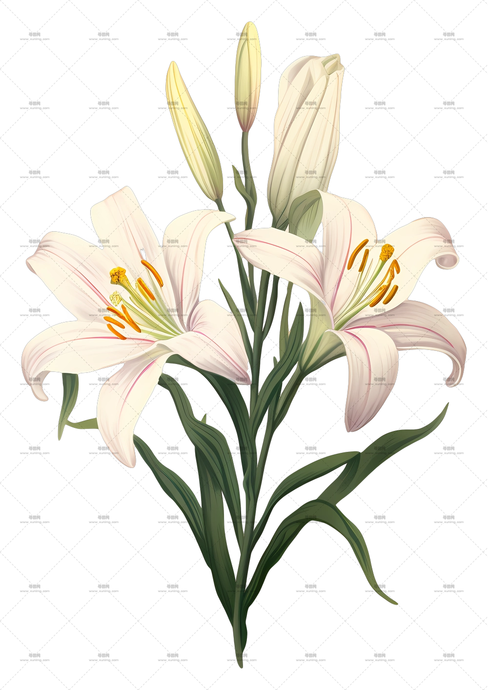 美丽白百合含苞插画PNG免抠图预览图
