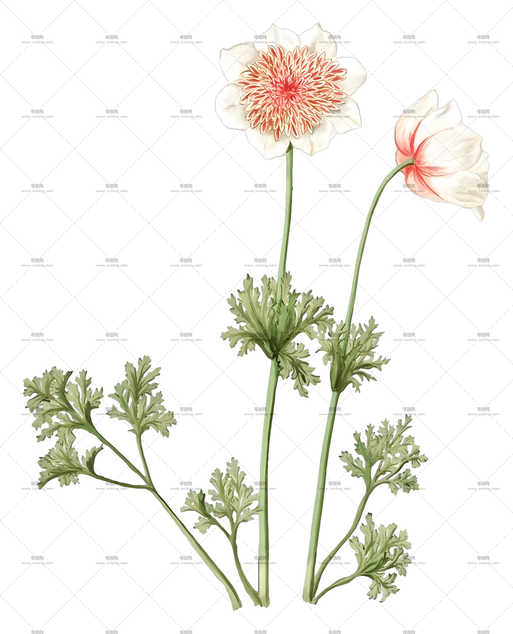 带花茎和叶子的精致花朵PNG免抠图预览图