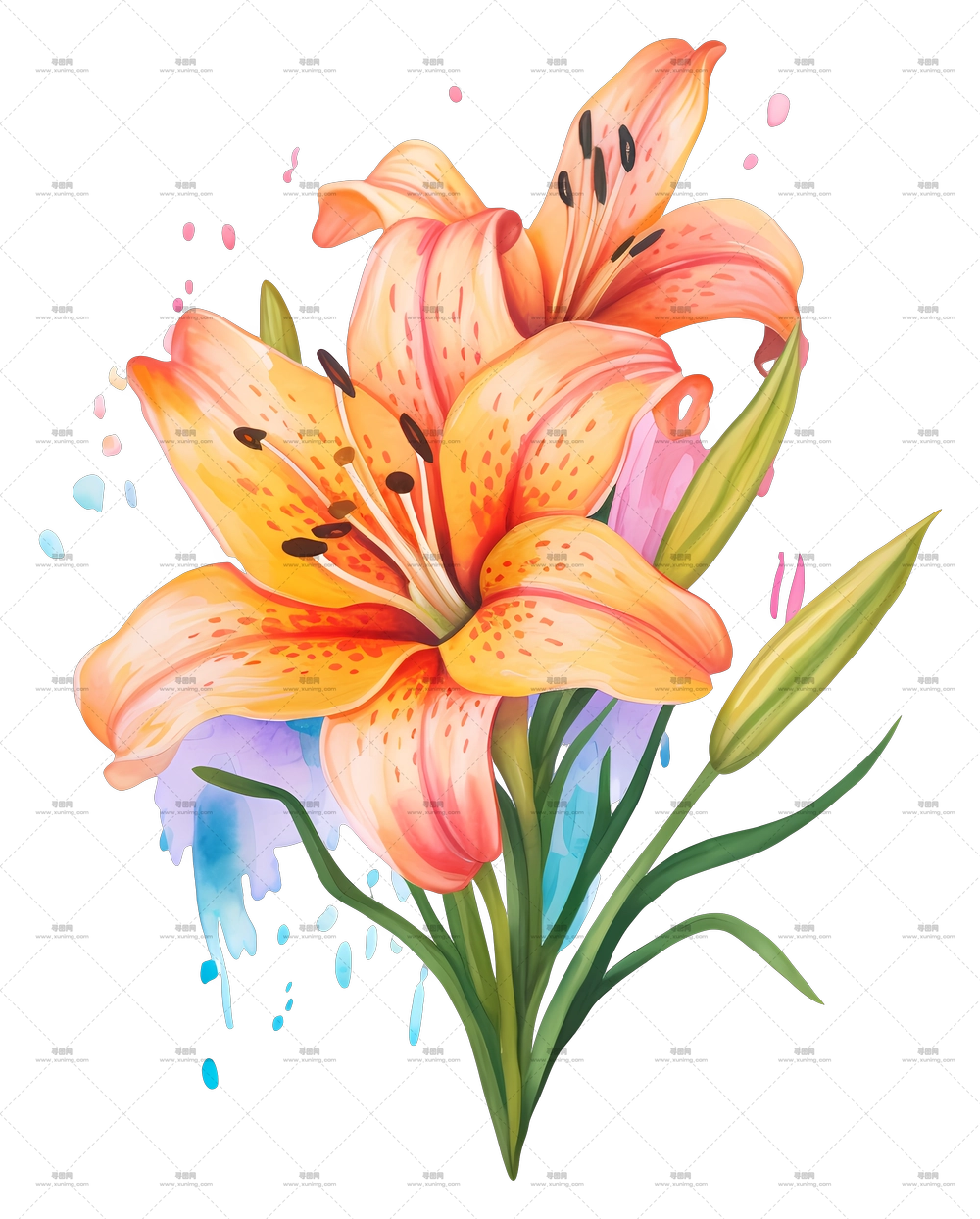 精美的橙色百合花插画PNG免抠图预览图 精美的橙色百合花插画PNG免抠图预览图