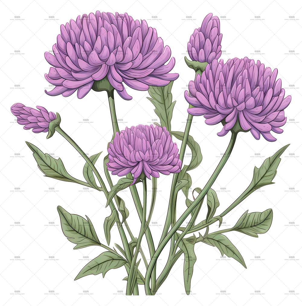 美丽紫色菊花PNG免抠图预览图